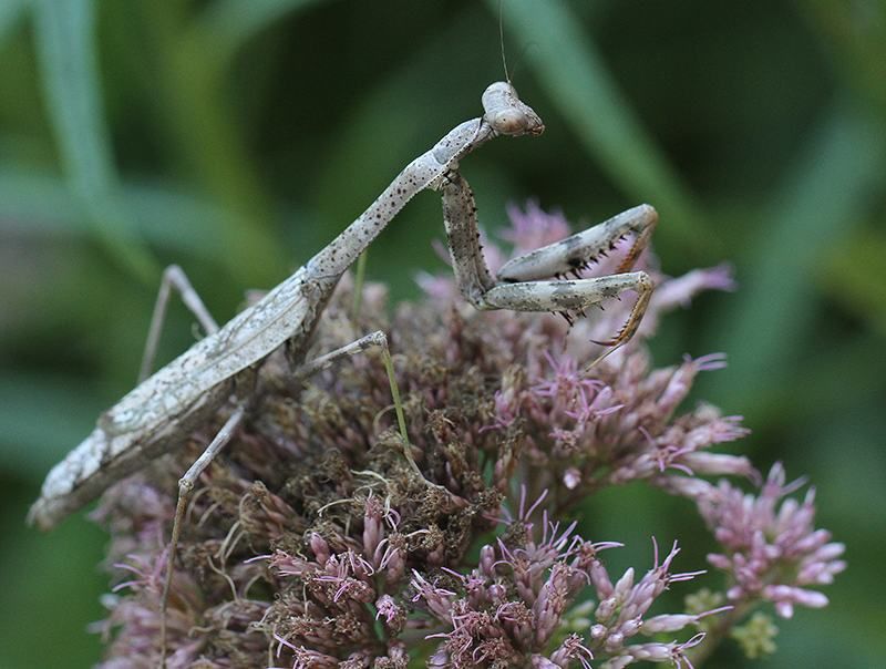 North Carolina has native and introduced mantises North Carolina has native and introduced mantises
