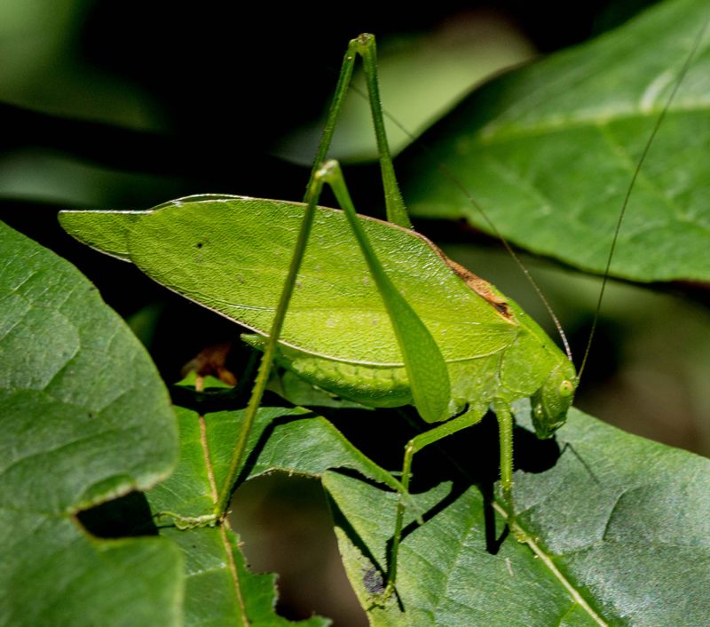 North Carolina has several katydid stories to tell