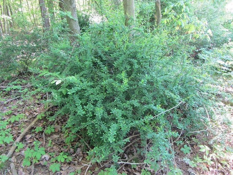 North Carolina identifies barberry as invasive, but not as a statewide hedge epidemic