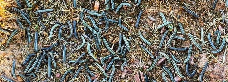 North Carolina outbreaks begin with moths, not a homeowner’s hose