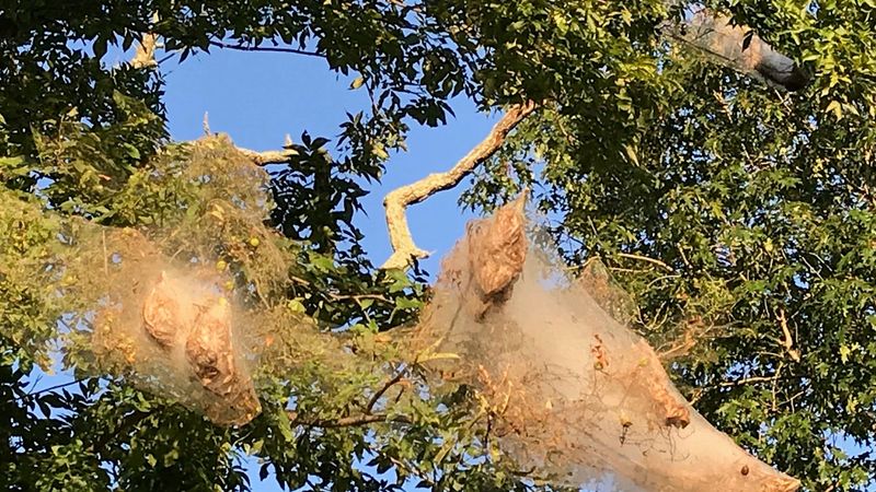 North Carolina’s late-season webs usually signal a cosmetic problem