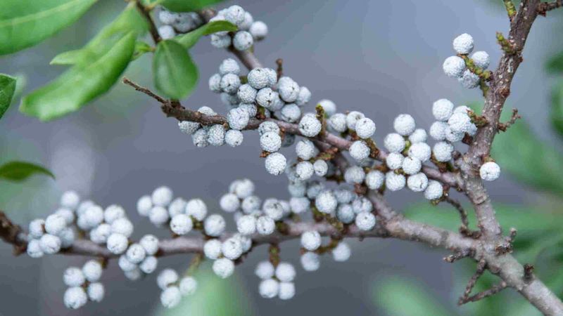 Northern Bayberry