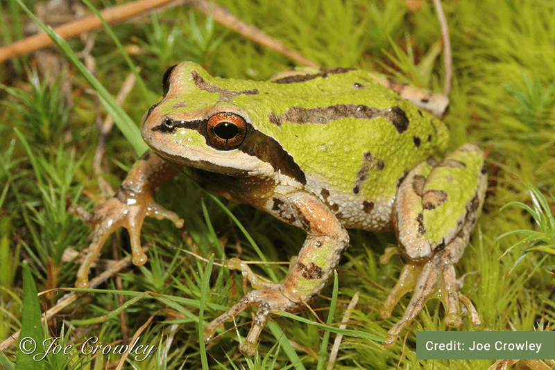 Not every California frog belongs in the same category Not every California frog belongs in the same category