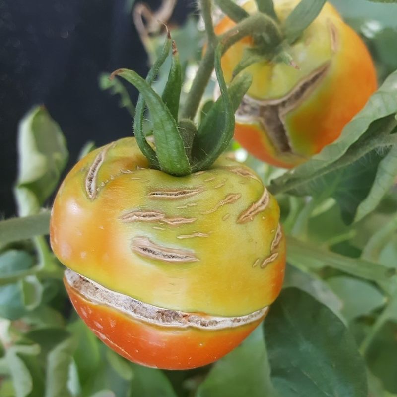 Not every damaged tomato has a growth crack