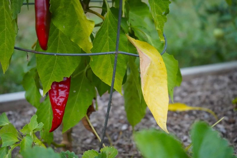 Nutrient Patterns Offer Clues, but Yellow Leaves Do Not Justify Guessing