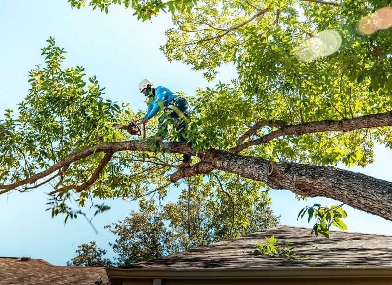 Oak wilt requires region-specific pruning caution Oak wilt requires region-specific pruning caution