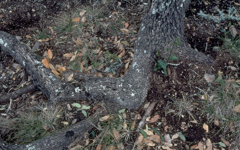 Oak-wilt risk follows wounds, vectors, and the calendar