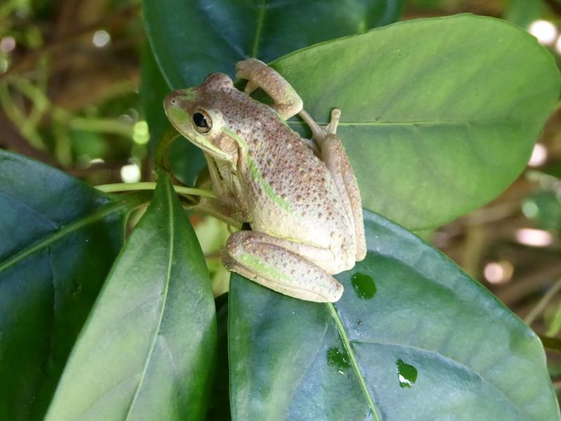 Observe the frog and improve habitat in place Observe the frog and improve habitat in place