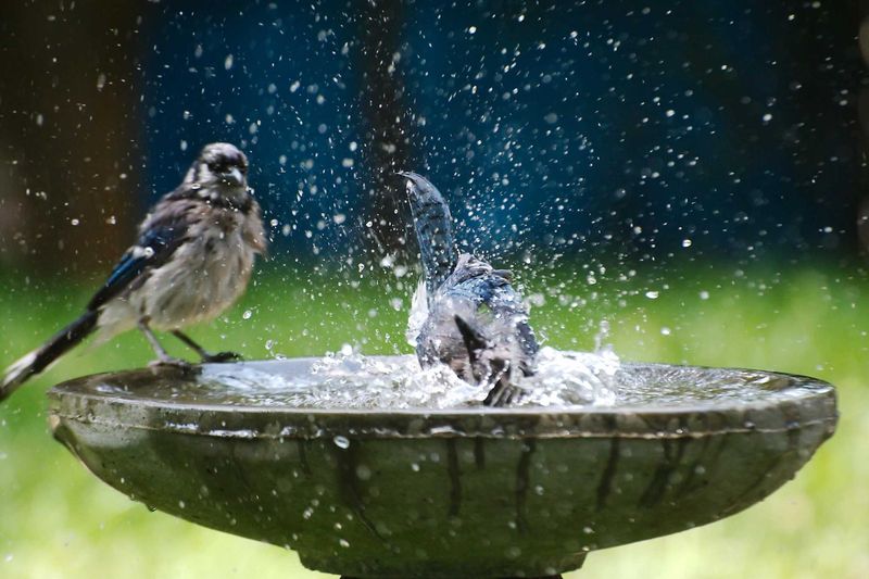 Offer Clean, Shallow Water as a Supplemental Resource Offer Clean, Shallow Water as a Supplemental Resource