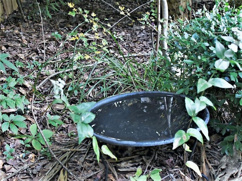 Offer clean shallow water without inviting mosquitoes