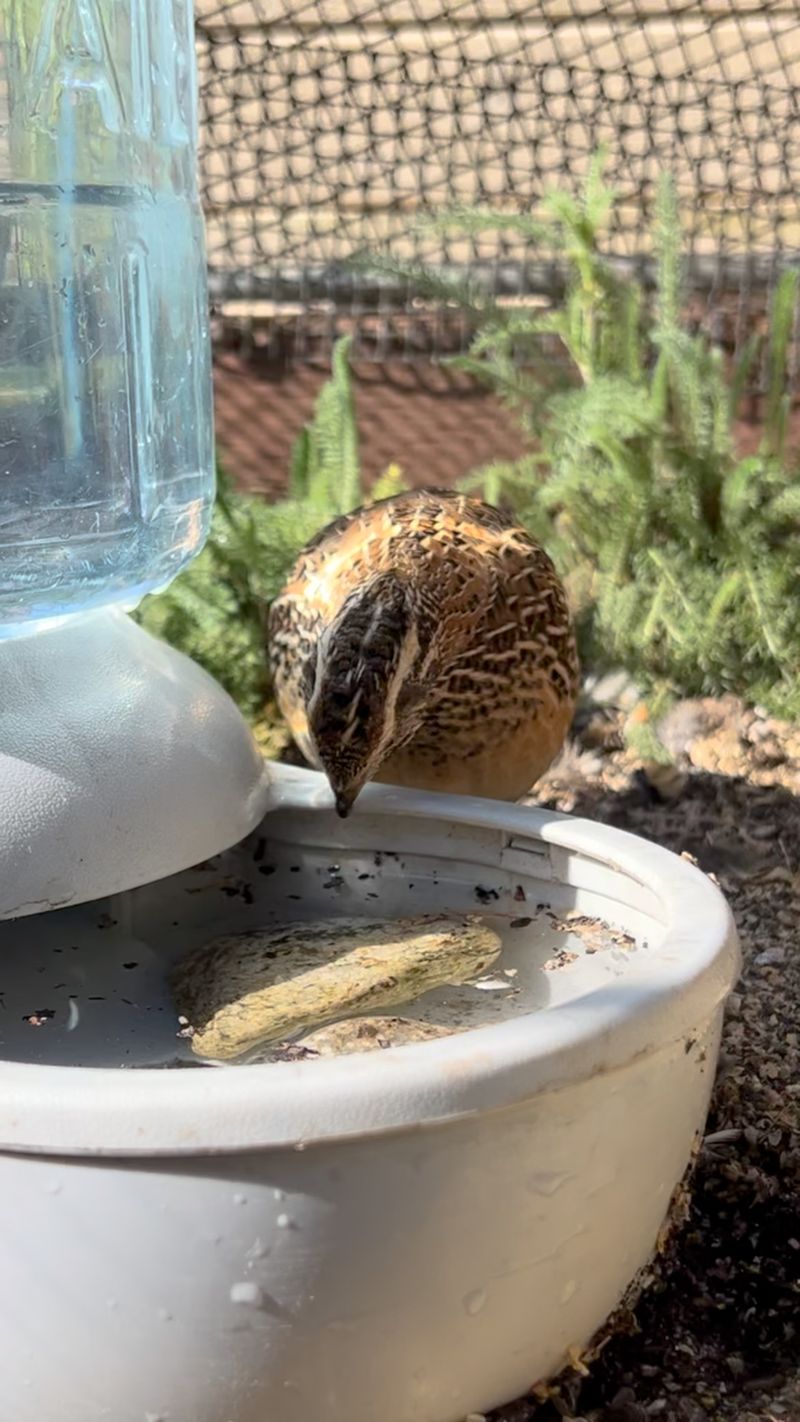 Offer clean water carefully during hot weather Offer clean water carefully during hot weather