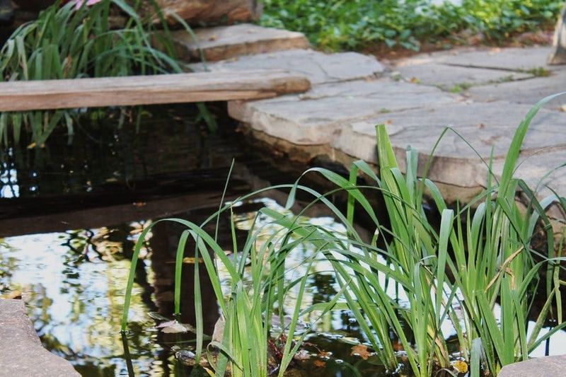 Offer open water without creating a mosquito nursery Offer open water without creating a mosquito nursery