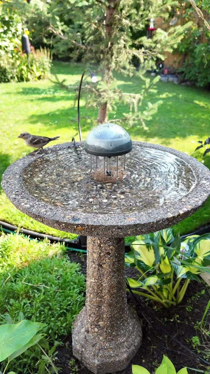 Offer safe water and let the bird forage naturally Offer safe water and let the bird forage naturally