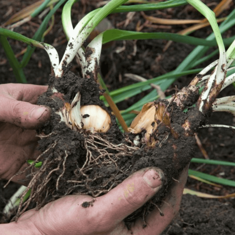 Offsets gradually turn one daffodil into a clump
