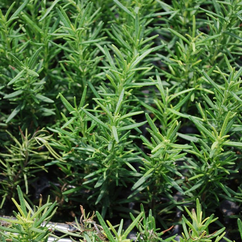 Oil Studies Do Not Prove That a Living Plant Works