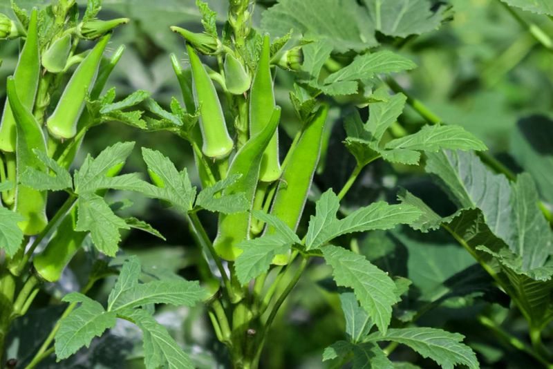 Okra