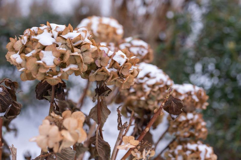 Old-wood buds remain on the stems through winter