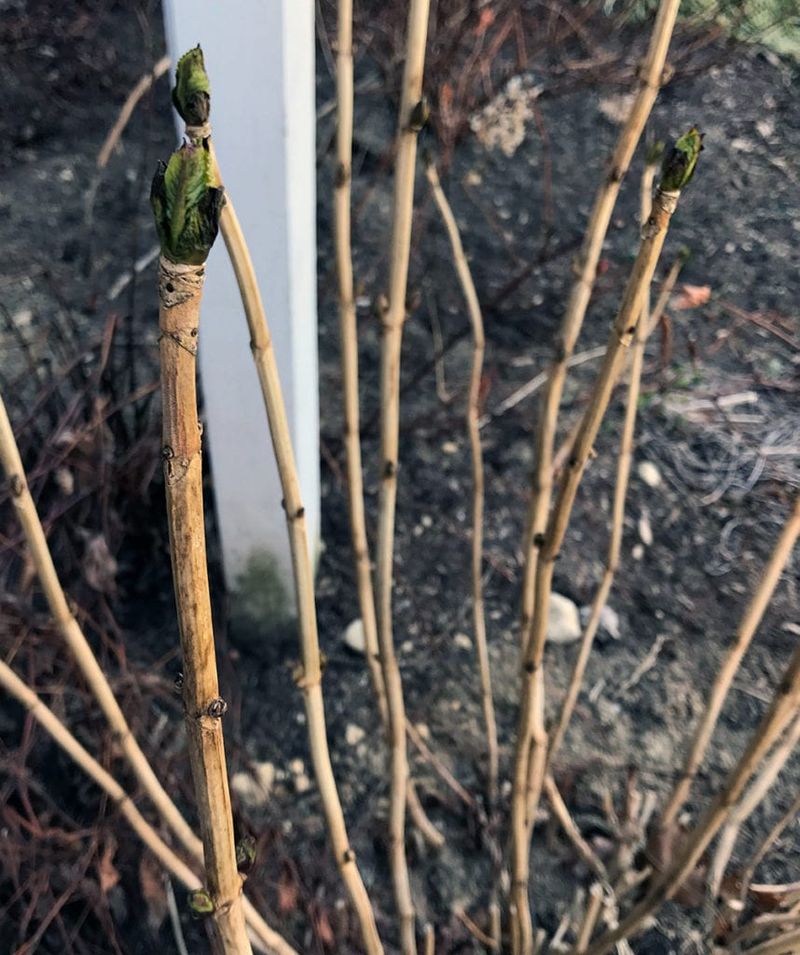 Old-wood hydrangeas set buds before winter Old-wood hydrangeas set buds before winter