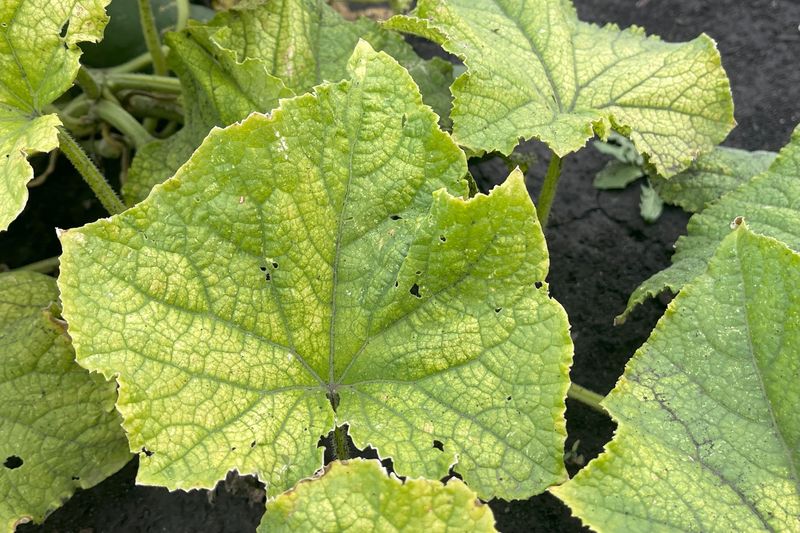 Older leaves make magnesium the leading clue Older leaves make magnesium the leading clue