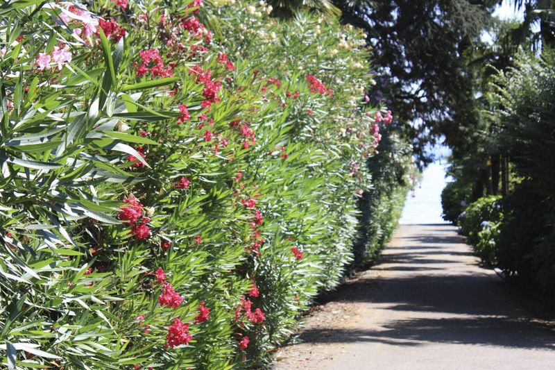 Oleander