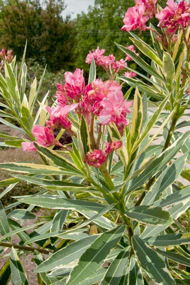 Oleander