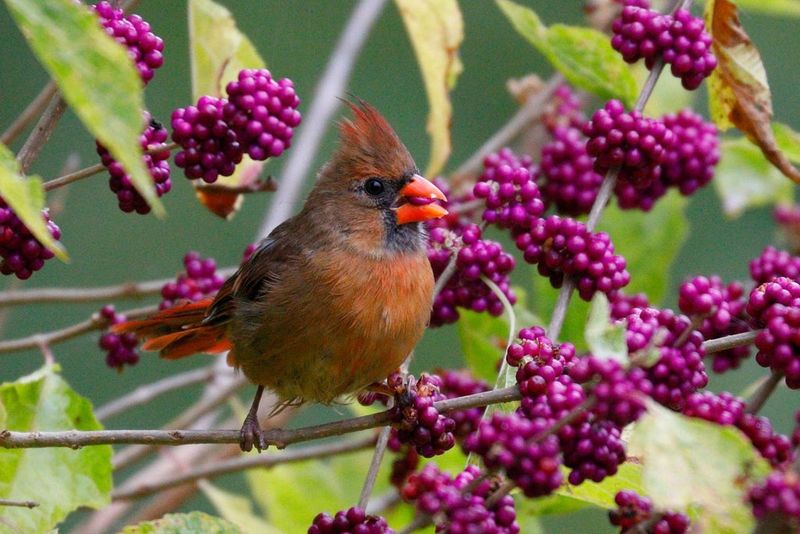 One berrying plant works better beside other winter habitat