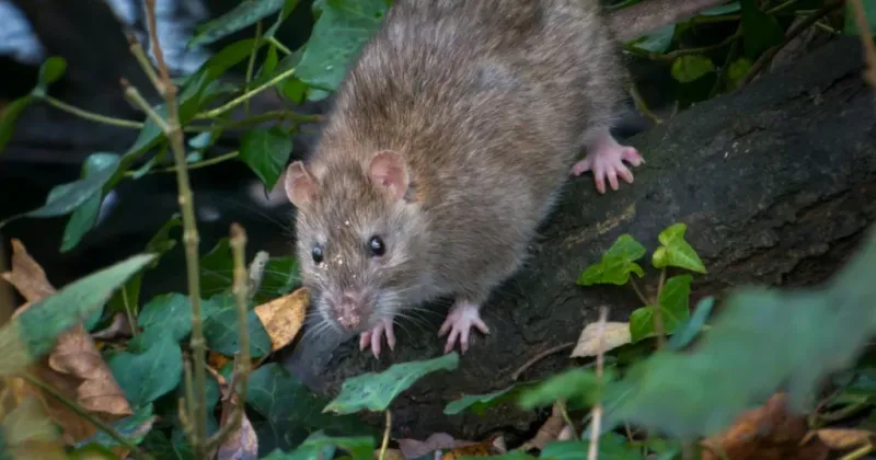 One copperhead cannot diagnose a rodent problem One copperhead cannot diagnose a rodent problem