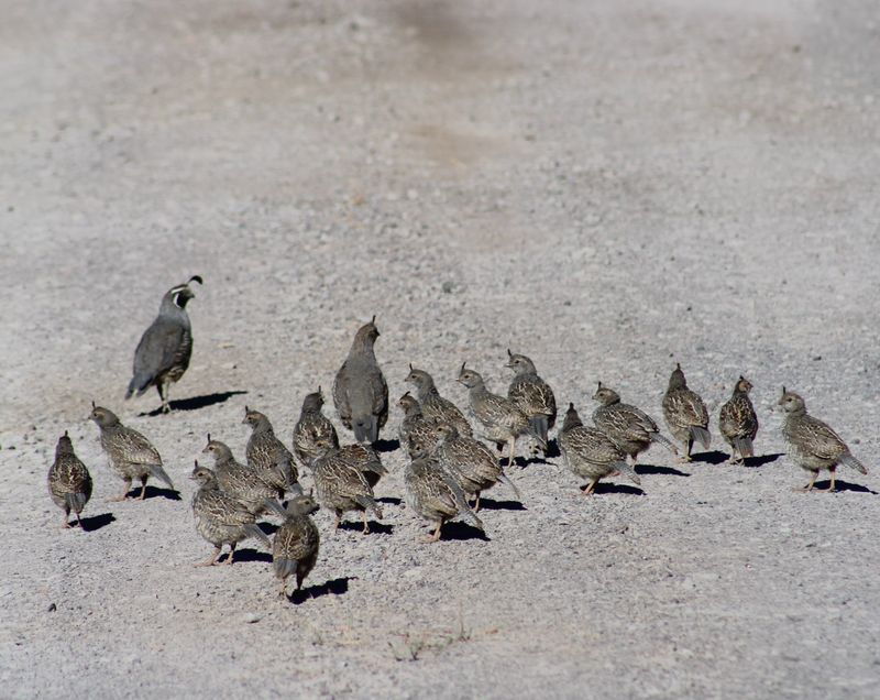 One crowd may contain several quail groups