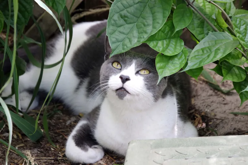 One nest does not prove that the yard is safe