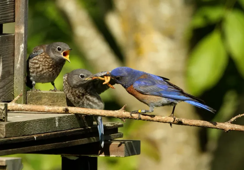 Open ground and seasonal food make a yard useful