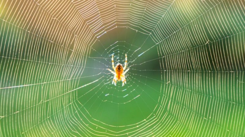Orb Webs Intercept Some Aphids, Not Every Aphid Colony