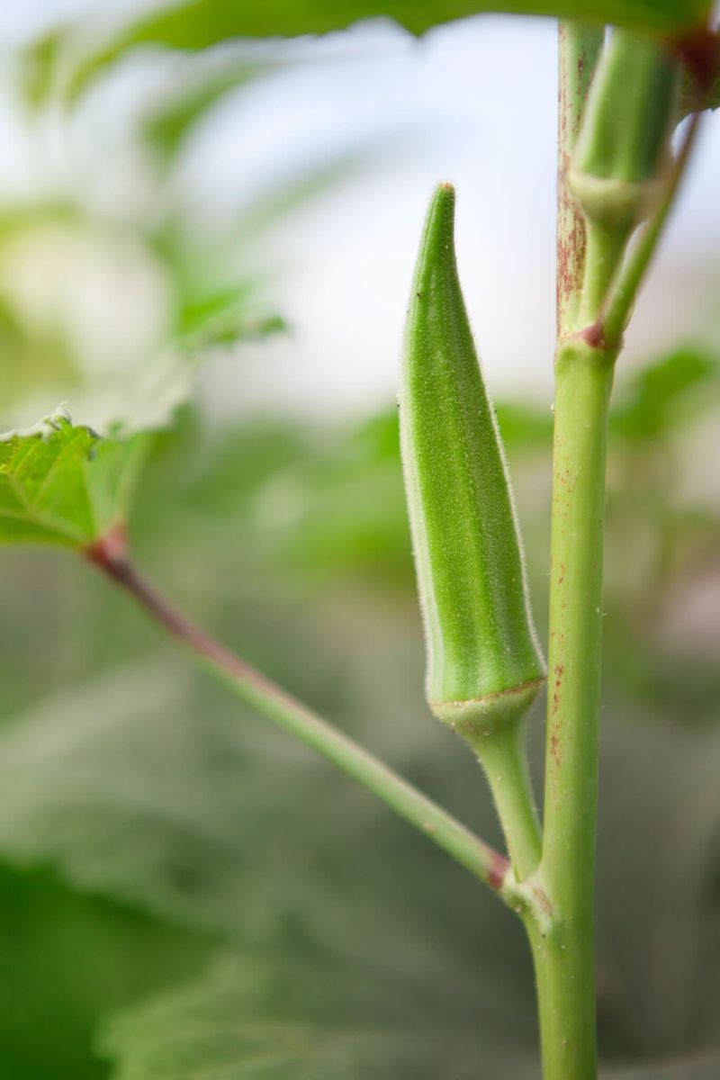 Ordinary late-summer heat does not automatically stop okra from fruiting