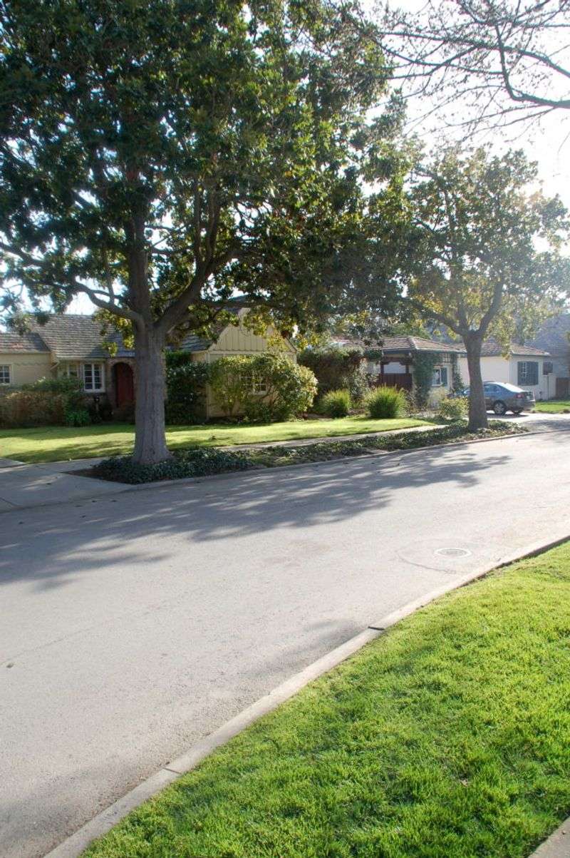 Ordinary leaf fall does not automatically justify tree removal