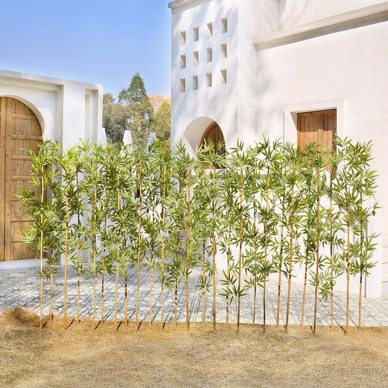 Ornamental Bamboo