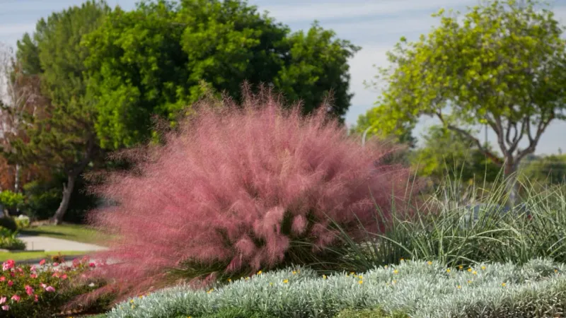 Ornamental Grasses (Muhly Grass)