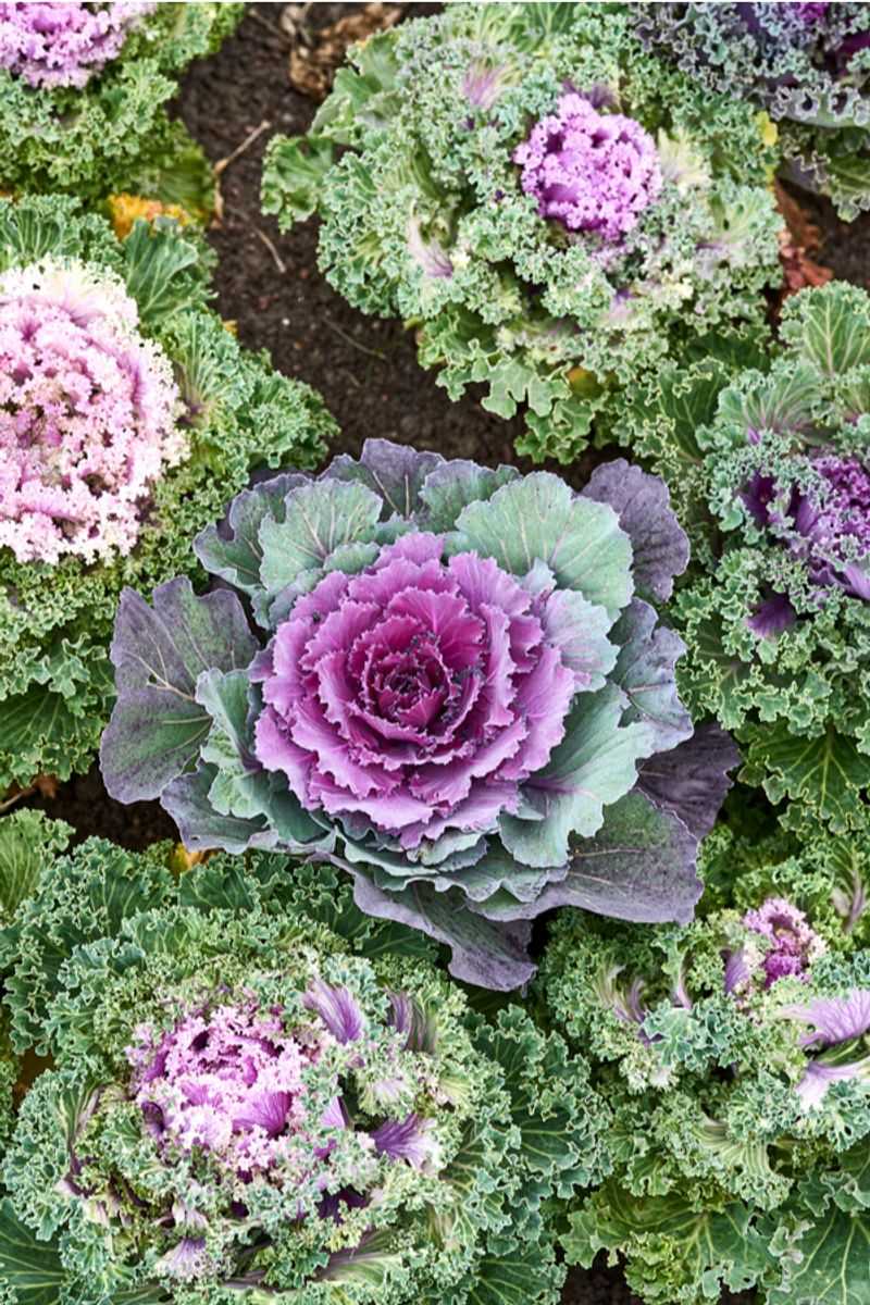 Ornamental Kale and Cabbage