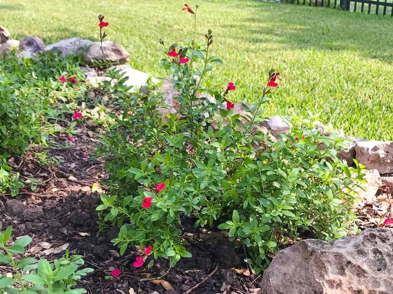 Ornamental Sage (Autumn Sage)