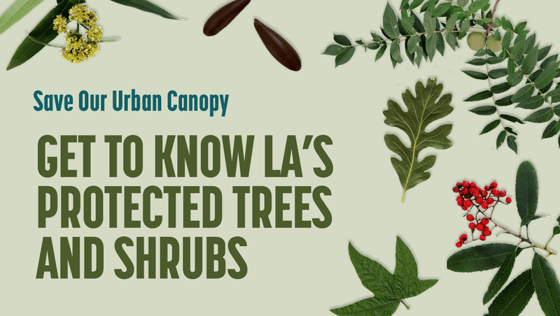 Other California rules can stop an otherwise permitted trim