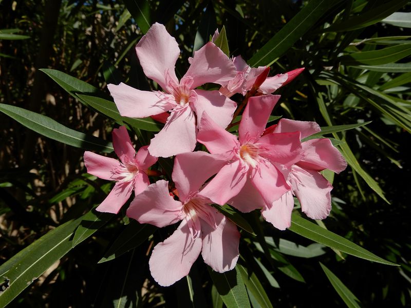 Other Florida plants create different identification and hazard questions