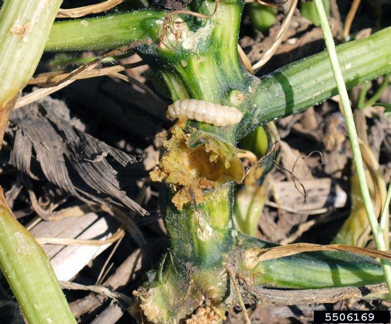 Other problems can collapse a cucumber vine Other problems can collapse a cucumber vine