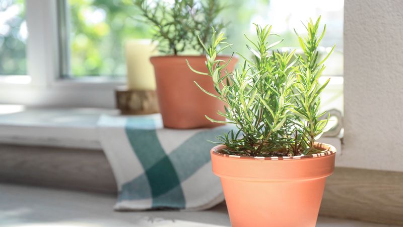 Overstuffed Potted Plant Corners