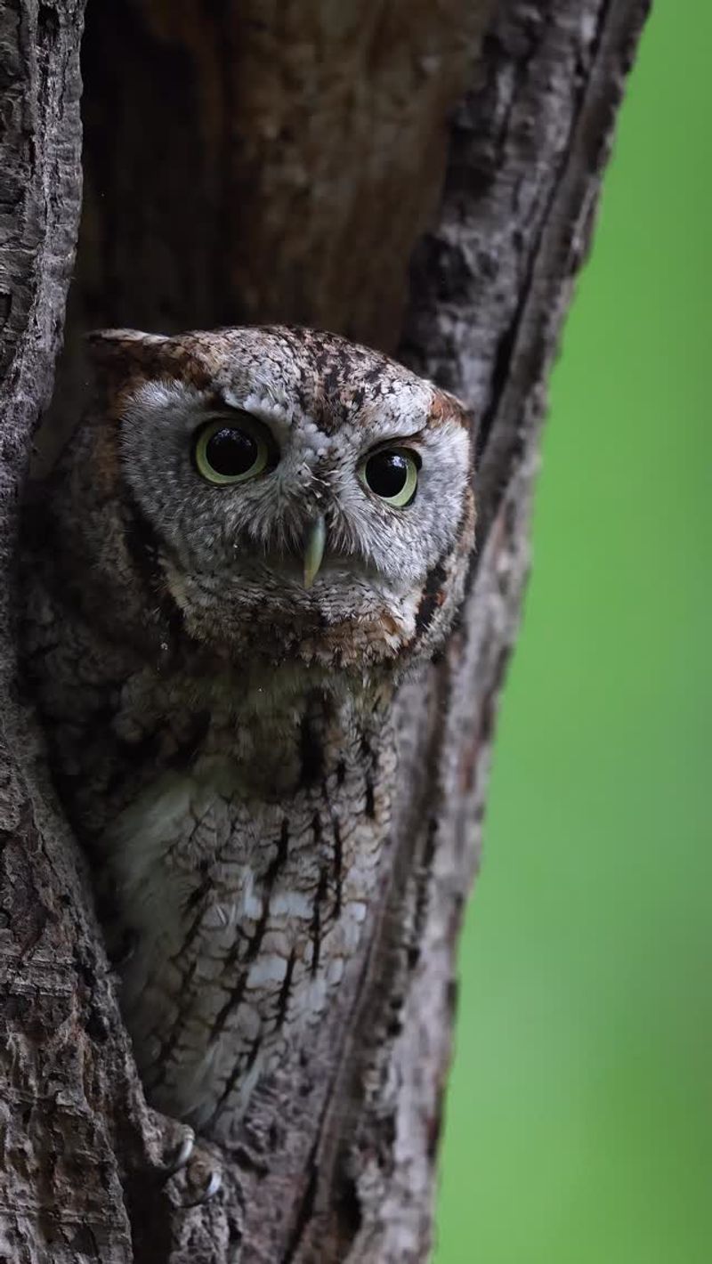 Owls at Dawn and Dusk