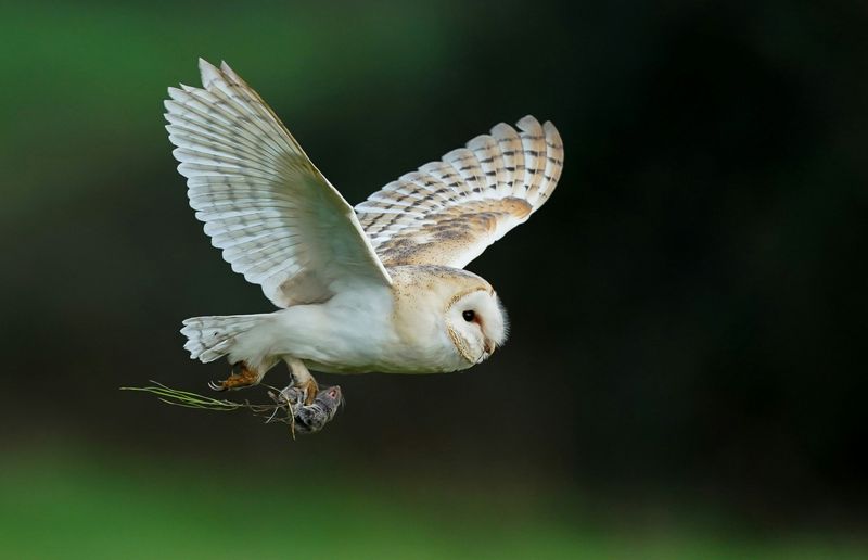 Owls can reduce rodent pressure without erasing every rodent
