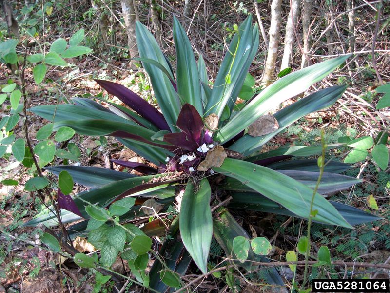 Oyster Plant