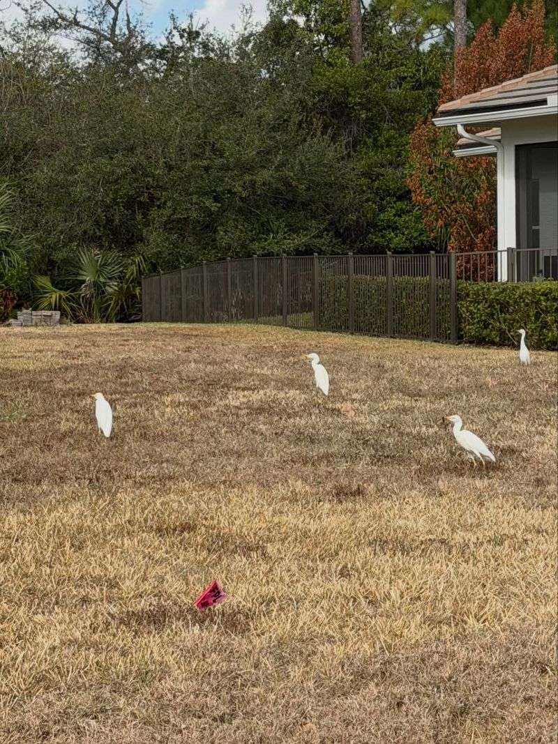 Pair lawn scouting with long-term habitat care Pair lawn scouting with long-term habitat care