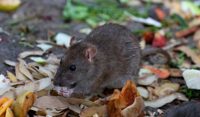 Pair owl habitat with direct rat control Pair owl habitat with direct rat control