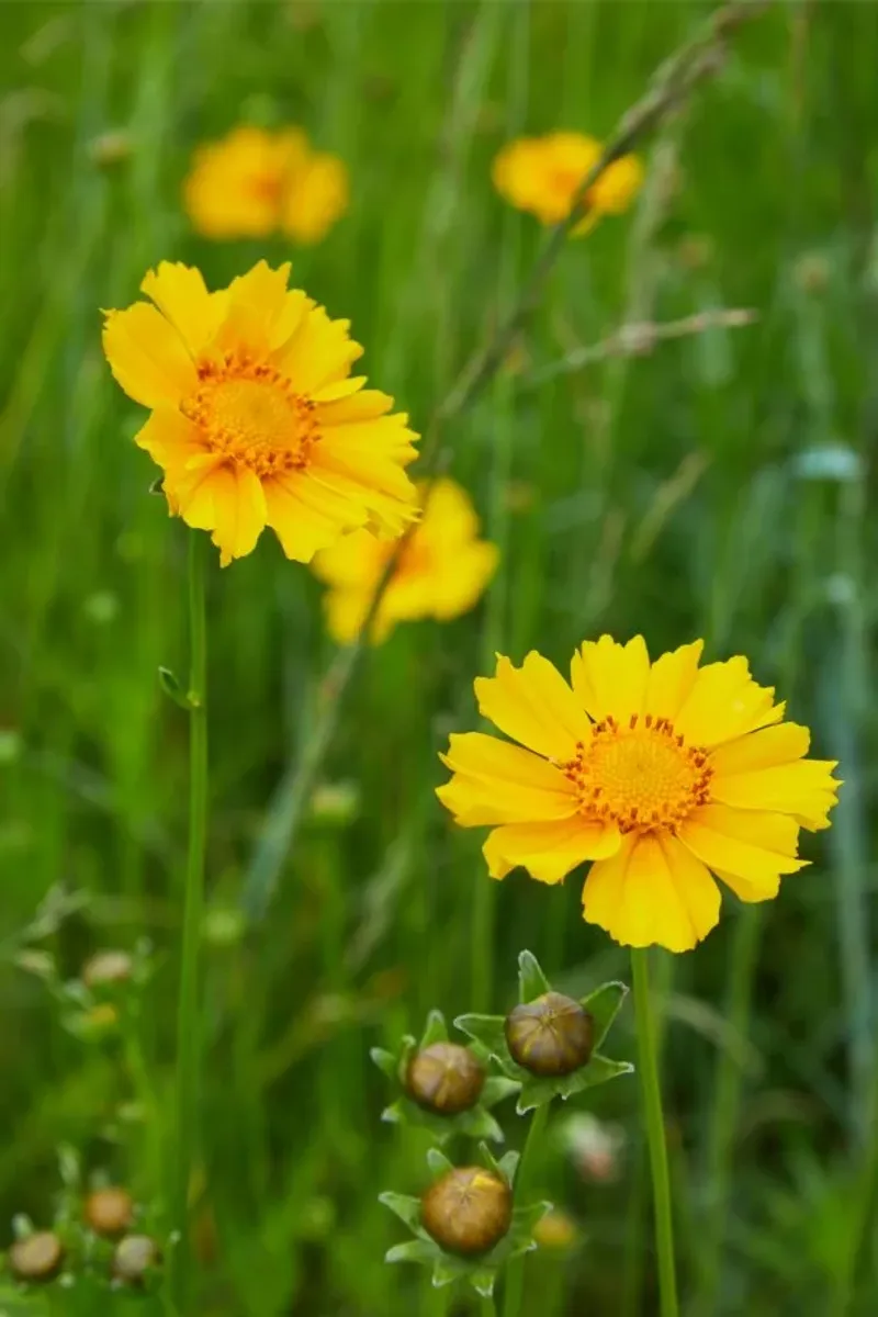 Pair pollinator value with realistic expectations about lifespan