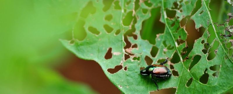 Pair summersweet with sensible beetle management