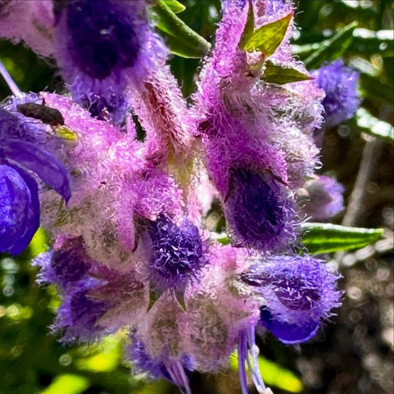 Pair the natives and observe your garden’s actual bloom pattern
