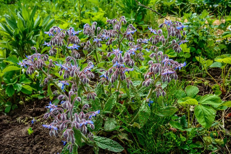 Pair the nonnative annual with stronger native habitat
